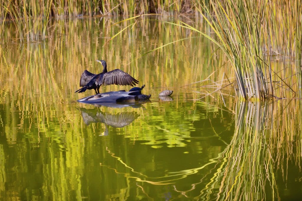 Bursa Botanik Parkı: Doğanın İçinde Huzurlu Bir Kaçamak 8 Bursa Botanik Parkı: Doğanın İçinde Huzurlu Bir Kaçamak