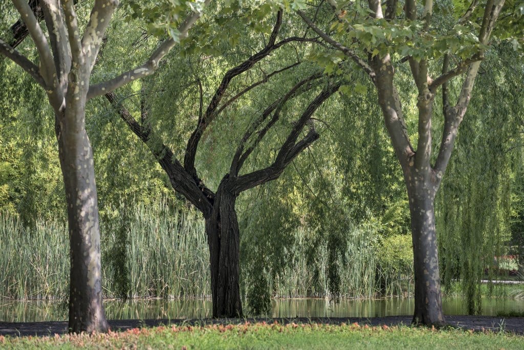 Bursa Botanik Parkı: Doğanın İçinde Huzurlu Bir Kaçamak 12 Bursa Botanik Parkı: Doğanın İçinde Huzurlu Bir Kaçamak