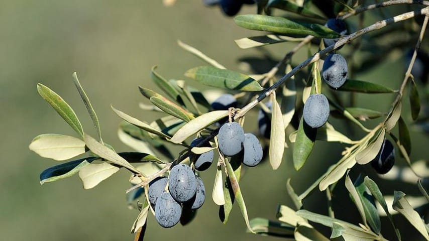 gemlik zeytin
